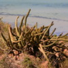 Cacti, Isla Espiritu Santo: The Sea of Cortez in the background