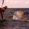 Gray Whale, Magdalena Bay: I was amazed at how close these whales came to us