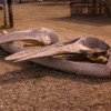 Whale skulls, Puerto Magdalena, Magdalena Bay: The top two skulls are grey whale skulls. They rest on a massive blue whale jaw.