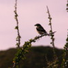 Songbird, near Puerto Magdalena, Magdalena Bay