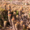 Cacti, near Puerto Magdalena, Magdalena Bay