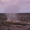 Gray whale "blow", Magdalena Bay: On a calm day it's easy to spot the whales by the mist created when they blow (exhale)