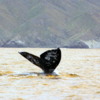 Gray Whale tail, diving into Magdalena Bay: Usually a sign that they have submerged for a long time