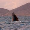 Gray whale, "sky-hopping" , Magdalena Bay: When the whale's head bobs up from the water.
