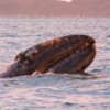 Gray whale calf, Magdalena Bay