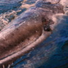 Gray whale calf, Magdalena Bay: You can see it's eye and mouth very clearly