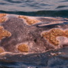 Gray whale "lice", Magdalena Bay: These bumps on the whale's skin are called "lice', though they're not. So far as I could find out, they are benign creatures hitching a ride. They don't harm the whale.
