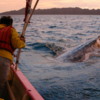 Gray whale, Magdalena Bay: The whale's head was already under our boat. She swam under the boat and rubbed it's bottom.