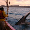 Gray whale, Magdalena Bay: She gently dives under our boat