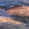Gray whale and calf, Magdalena Bay