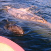 Gray whale and calf, Magdalena Bay