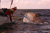 Baja California: The Gray Whales of Magdalena Bay
