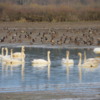 Trumpeter Swans, Courtney River Estuary, Vancouver Island, British Columbia: There were hundreds of swans in this migratory bird sanctuary.