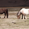 Herd of Iceland horses, South Iceland