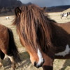 Icelandic horse, South Iceland: Love the hair!!!