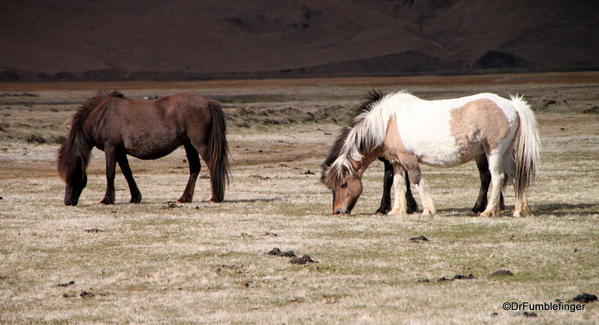 Icelandic horses, South Iceland