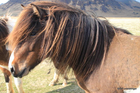 Icelandic horses, South Iceland