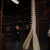 Whale Museum, Husavik, Iceland: My brother standing beside a sperm whale jaw