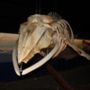 Whale Museum, Husavik, Iceland: A minke whale skeleton