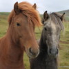 Icelandic horses, Husavik, Northern Iceland: Friendly, curious, and with the best hair-dos in town