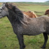 Icelandic horses, Husavik, Northern Iceland