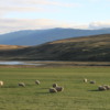 Farm in northern Iceland
