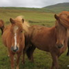 Icelandic horses, Husavik, Iceland