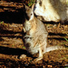 Tamar wallaby, Kangaroo Island, Australia