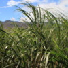 South Maui Sugar Cane Field