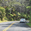 Road through rainforest, Volcanoes National Park: A lovely stretch of road, framed by lush forest.  Note the giant ferns