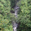 Lush rainforest in the Hamakua Coast