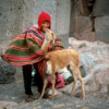 Mother, son and baby alpaca, Sullustani National Monument, Peru