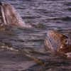 Gray whale mother and calf, Magdalena Bay, the Pacific Ocean side of Baja California