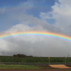 Rainbow over sugar cane field, Central Maui