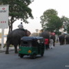 Elephant parade, Colombo