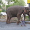 Elephant in Colombo