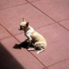Colombo -- Arthur's little dog, Pepsi: His most beloved pet was also his smallest