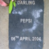 Epitaph for Pepsi, Arthur's Chihuahua: His most treasured and beloved pet was his last. It broke his heart when she died.