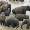 Elephants bathing in River Maha Oya, Pinnawala, Sri Lanka