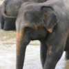 Elephants bathing in River Maha Oya, Pinnawala, Sri Lanka