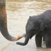 Mother and baby elephant bathing in River Maha Oya, Pinnawala: The babies are sooooooo cute!