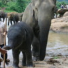 Mother, baby and mahout, Pinnawala, Sri Lanka