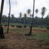 Pinnawala Elephant Orphanage, Sri Lanka: The elephants roam freely through this former plantation.