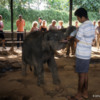 Feeding baby elephants, Pinnawala Elephant Orphanage, Sri Lanka