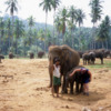 Pinnawala Elephant Orphanage, Sri Lanka: The mahout supervises the interaction of a tourist and mother/baby elephant.