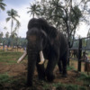 Pinnawala Elephant Orphanage, Sri Lanka: Raja, a large bull blinded by shotgun pellets, is cared for in the orphanage. Only around 10% of Sri Lankan elephants develop tusks.