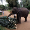 Pinnawala Elephant Orphanage, Sri Lanka: A working elephant preparing to carry her dinner.