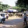 Pinnawala Elephant Orphanage, Sri Lanka: Elephants on their way to the river to bathe!  Don't get in their way!