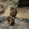 Dambulla -- Toque monkeys beside stairs to Caves