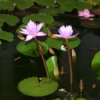 Dambulla -- water lilies outside of Cave Temples